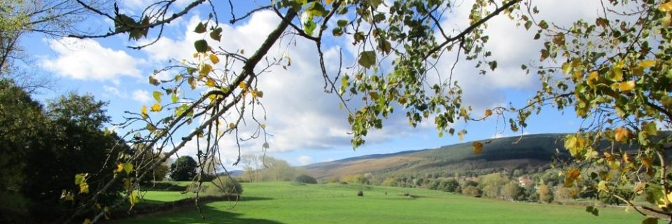 Äste vor leicht bewölktem, blauem Himmel über einer großen Grünfläche - gesehen auf einer individuellen Wanderung in Nordspanien
