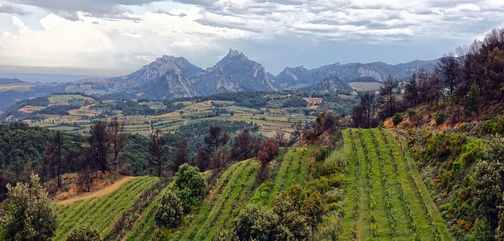 Bild zur Tour Côtes du Rhône | Süd-Frankreich