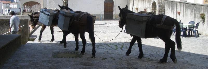 zwei Esel, die etwas auf dem Buckel tragen - gesehen auf einer individuellen Wanderung in Italien