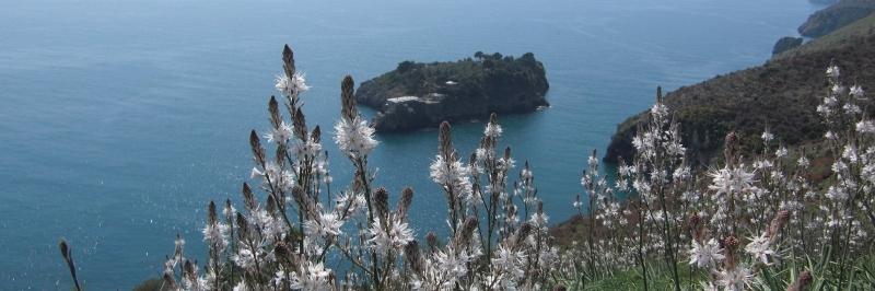 Blick durch verschiedene Sträucher auf eine kleine begrünte Insel im blauen Meer - gesehen auf einer individuellen Wanderung in Italien