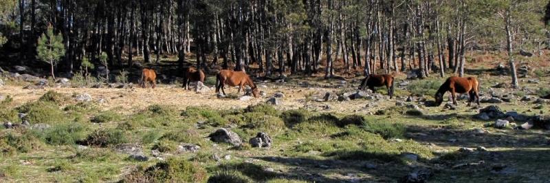 Mehrere Tiere auf eine Grünfläche, im Hintergrund ein Wald - gesehen auf der individuellen Wanderung in Nord-Portugal