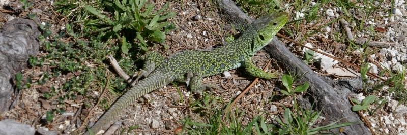 Eine grüne Echse auf Waldboden - gesehen auf der individuellen Wanderung in Nord-Portugal